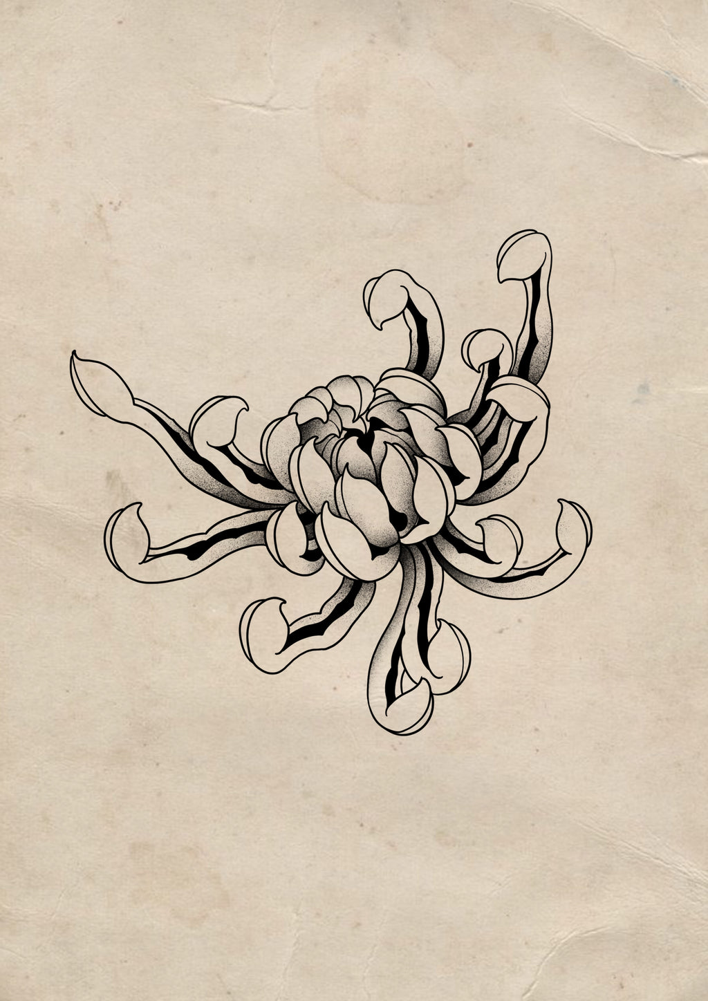 Chrysanthemum Chronic Ink