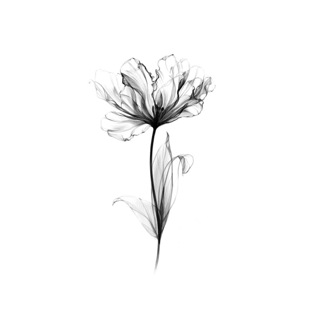 XRay Parrot Tulip Chronic Ink