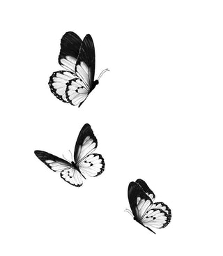 Dark Wing Butterflies