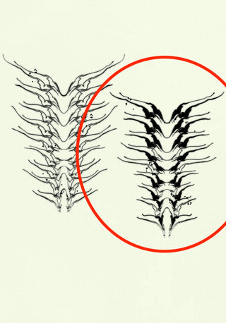 Spine 2