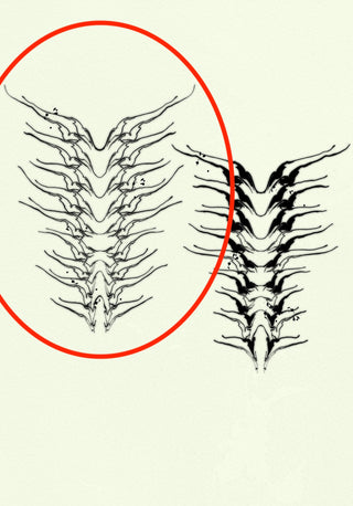 Spine 1