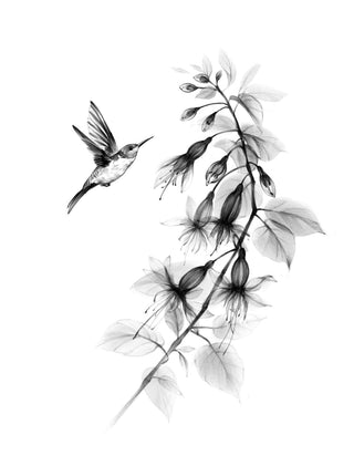 X-Ray Fushia with Hummingbird