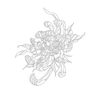 Chrysanthemum #1