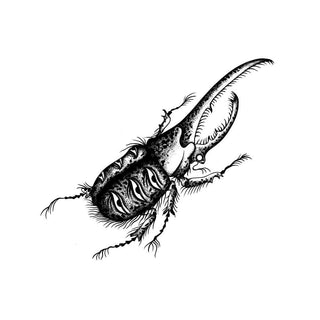 Horned Beetle